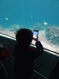 Max making a photograph of fishes and coral at the Ocean Hall of Burgers` Zoo