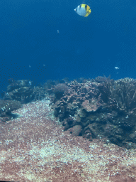 Fishes and coral at the Ocean Hall of Burgers` Zoo