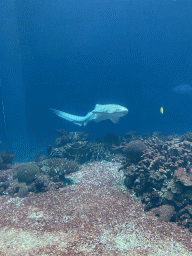 Leopard Shark, other fishes and coral at the Ocean Hall of Burgers` Zoo