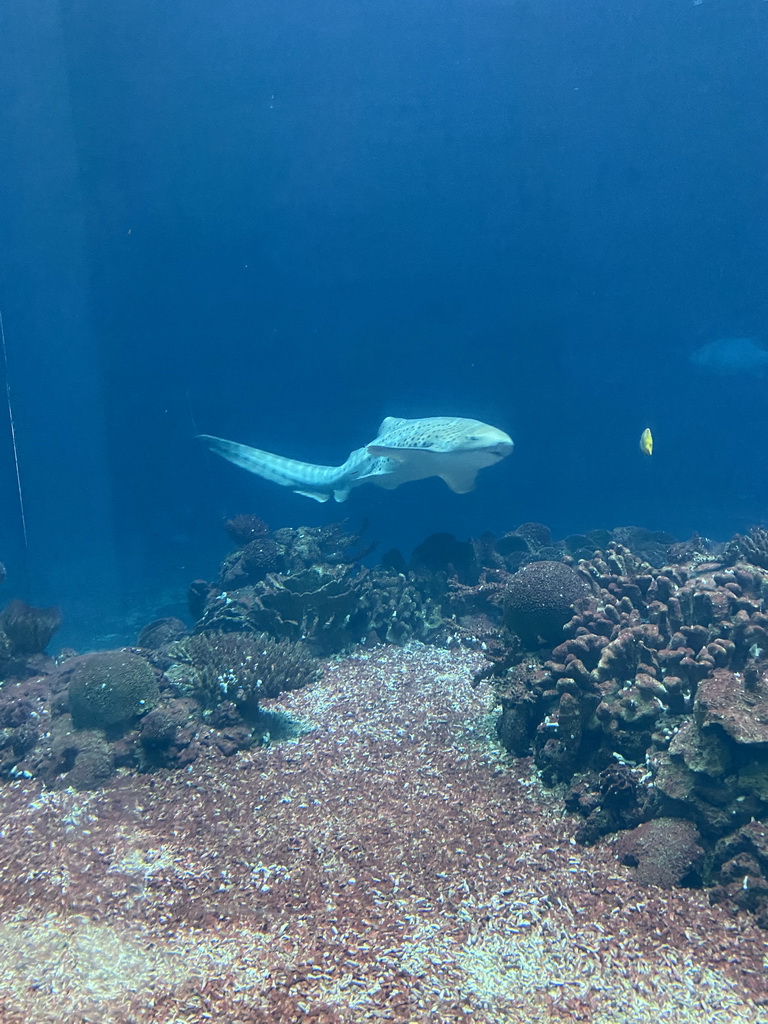 Leopard Shark, other fishes and coral at the Ocean Hall of Burgers` Zoo