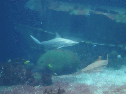 Sharks, other fishes, coral and shipwreck at the Ocean Hall of Burgers` Zoo