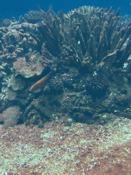 Fish and coral at the Ocean Hall of Burgers` Zoo