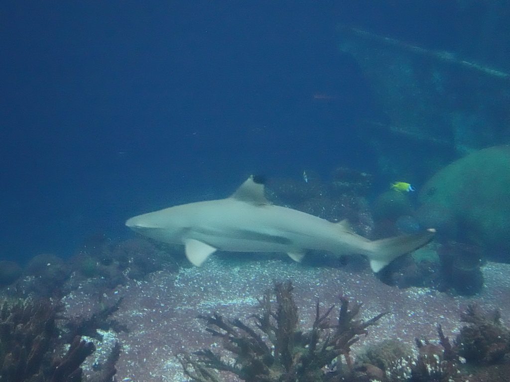 Shark, other fishes, coral and shipwreck at the Ocean Hall of Burgers` Zoo