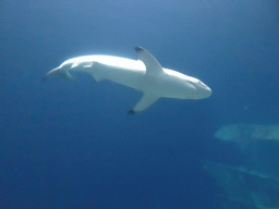 Shark at the Ocean Hall of Burgers` Zoo