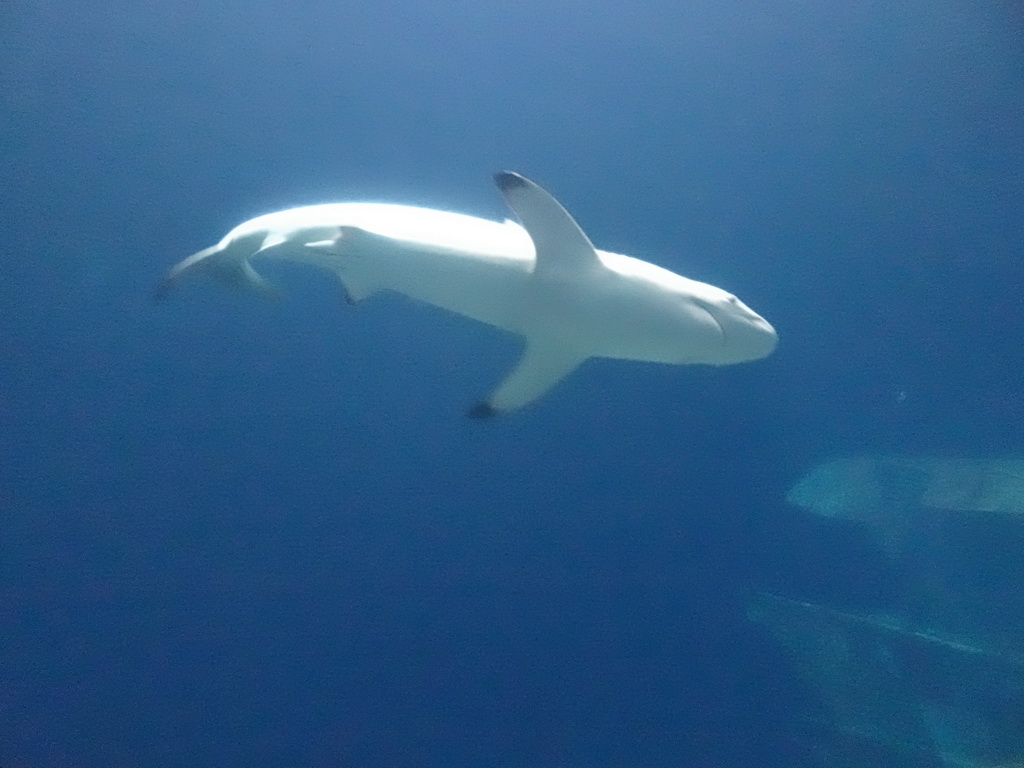 Shark at the Ocean Hall of Burgers` Zoo