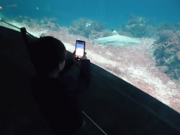 Max making a photograph of a shark and coral at the Ocean Hall of Burgers` Zoo