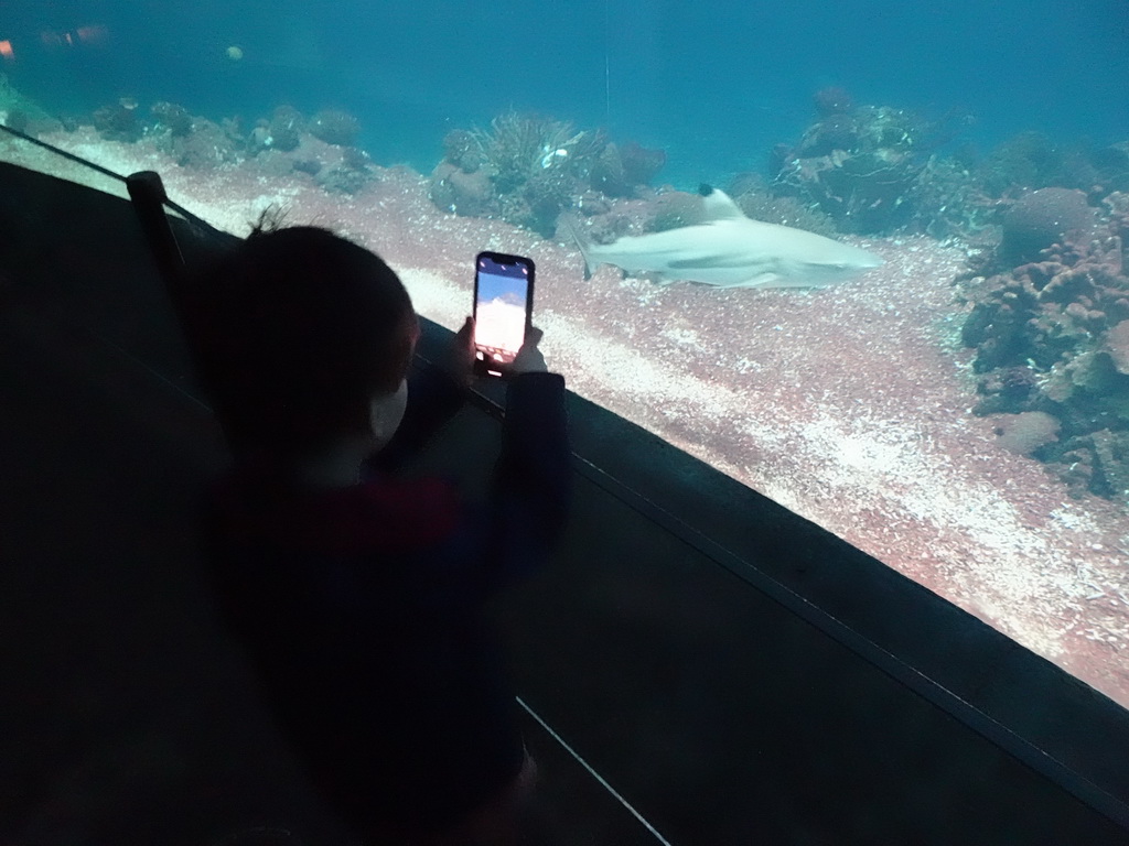 Max making a photograph of a shark and coral at the Ocean Hall of Burgers` Zoo