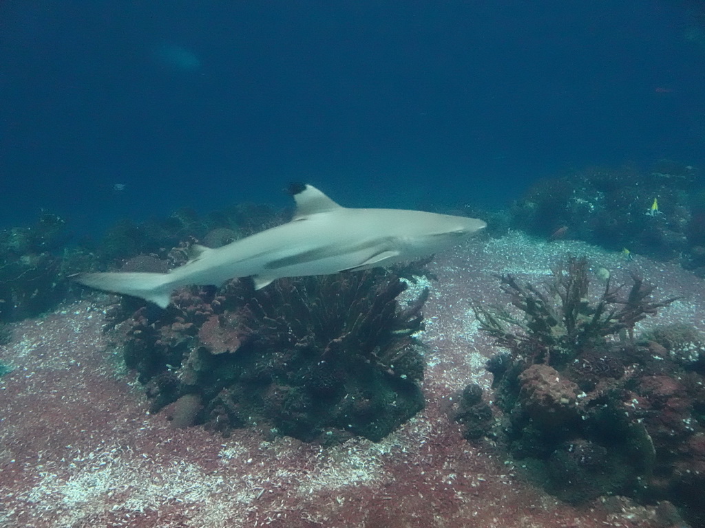 Shark, other fishes and coral at the Ocean Hall of Burgers` Zoo