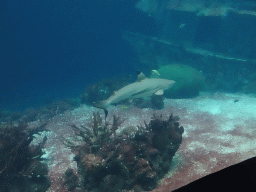 Shark, other fishes, coral and shipwreck at the Ocean Hall of Burgers` Zoo