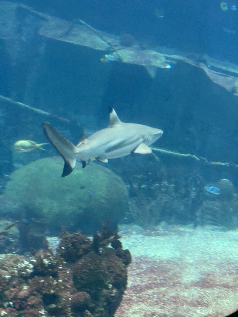 Shark, other fishes, coral and shipwreck at the Ocean Hall of Burgers` Zoo