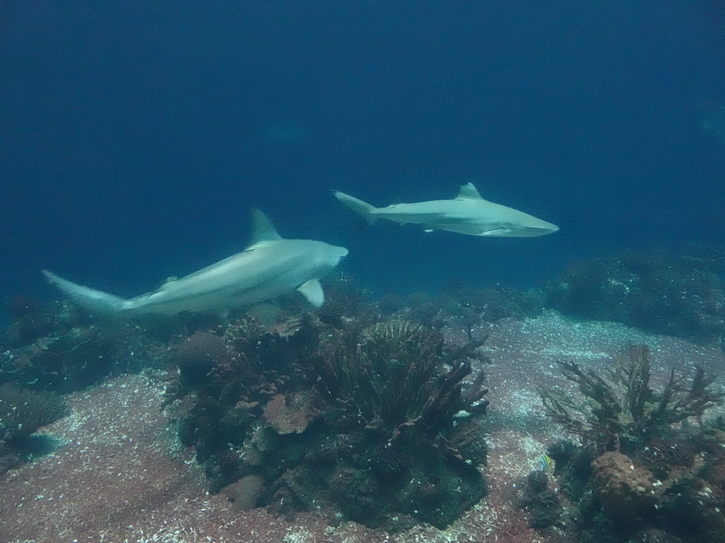 Sharks and coral at the Ocean Hall of Burgers` Zoo