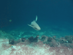 Leopard Shark, other fishes and coral at the Ocean Hall of Burgers` Zoo