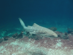 Leopard Shark and coral at the Ocean Hall of Burgers` Zoo