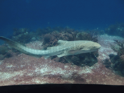 Leopard Shark, other fishes and coral at the Ocean Hall of Burgers` Zoo