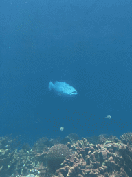 Giant Sweetlips, other fishes and coral at the Ocean Hall of Burgers` Zoo