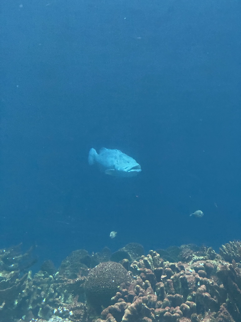 Giant Sweetlips, other fishes and coral at the Ocean Hall of Burgers` Zoo