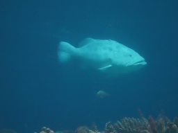 Giant Sweetlips, other fish and coral at the Ocean Hall of Burgers` Zoo