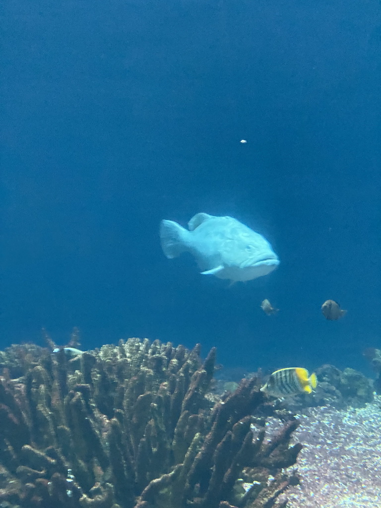 Giant Sweetlips, other fishes and coral at the Ocean Hall of Burgers` Zoo