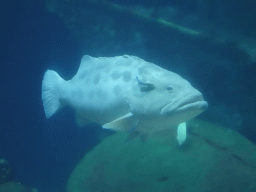 Giant Sweetlips at the Ocean Hall of Burgers` Zoo