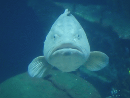 Giant Sweetlips at the Ocean Hall of Burgers` Zoo