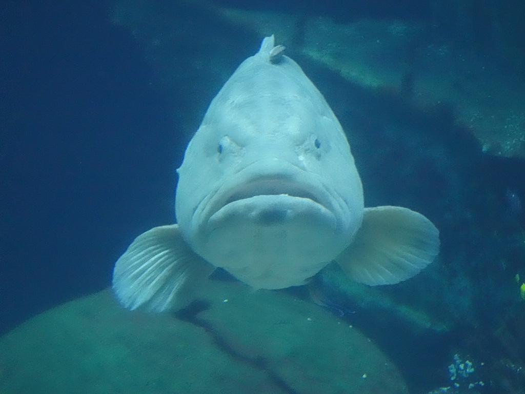 Giant Sweetlips at the Ocean Hall of Burgers` Zoo