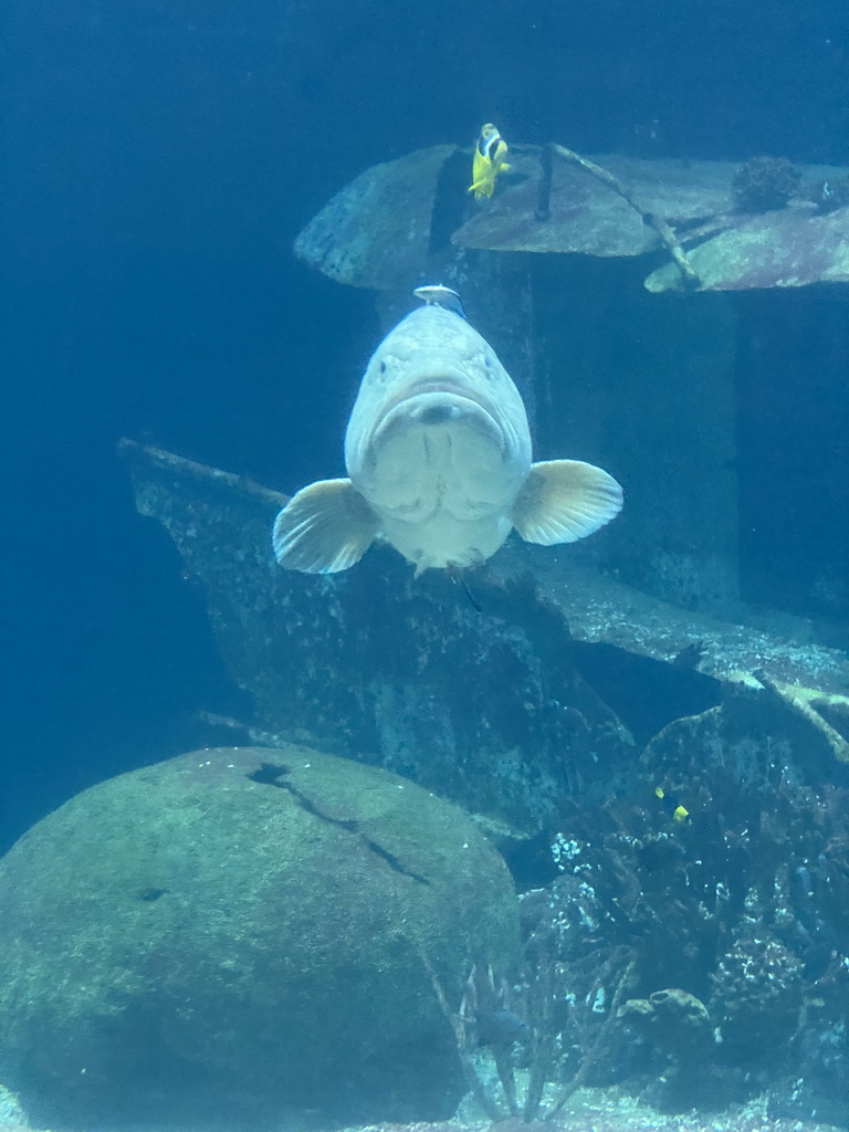 Giant Sweetlips, other fishes, coral and shipwreck at the Ocean Hall of Burgers` Zoo