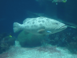 Giant Sweetlips, other fishes, coral and shipwreck at the Ocean Hall of Burgers` Zoo
