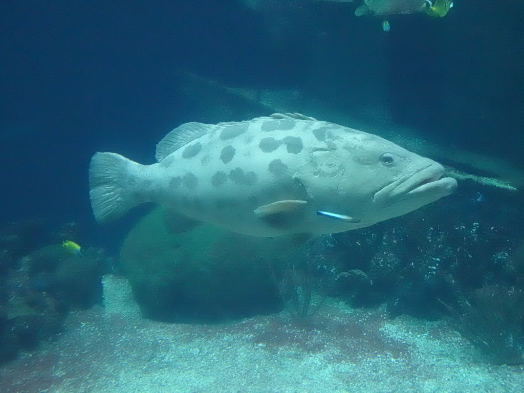 Giant Sweetlips, other fishes, coral and shipwreck at the Ocean Hall of Burgers` Zoo