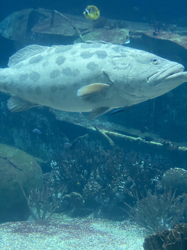 Giant Sweetlips, other fishes, coral and shipwreck at the Ocean Hall of Burgers` Zoo