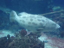 Giant Sweetlips, other fishes, coral and shipwreck at the Ocean Hall of Burgers` Zoo