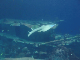 Common Shovelnose Ray, other fishes, coral and shipwreck at the Ocean Hall of Burgers` Zoo