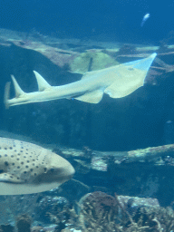 Common Shovelnose Ray, Leopard Shark, other fish, coral and shipwreck at the Ocean Hall of Burgers` Zoo