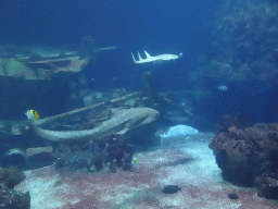 Common Shovelnose Ray, Leopard Shark, other fishes, coral and shipwreck at the Ocean Hall of Burgers` Zoo