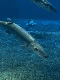 Fishes at the Ocean Hall of Burgers` Zoo