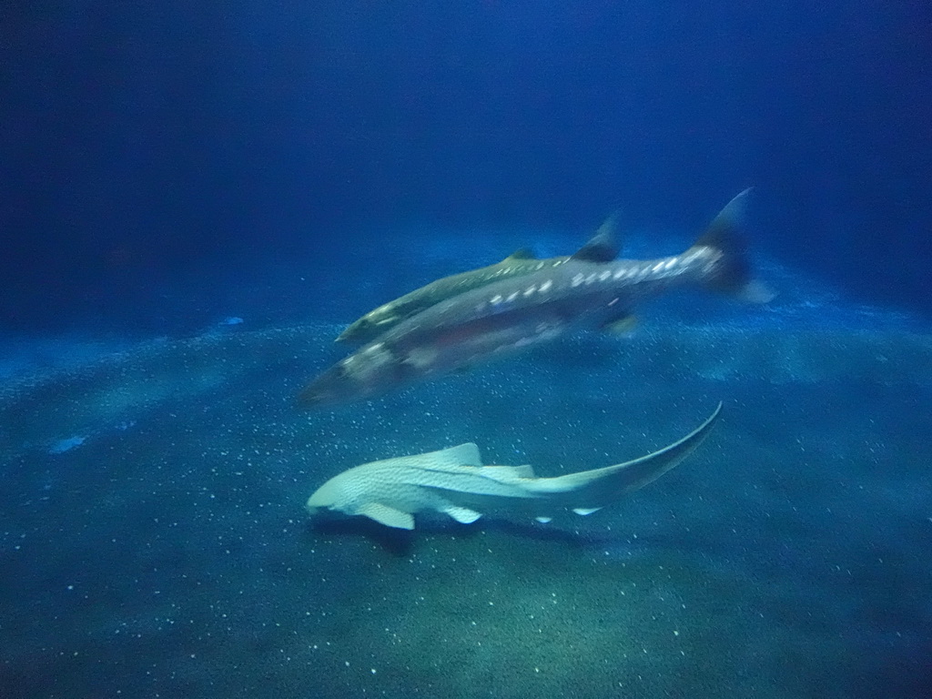 Leopard Shark and other fishes at the Ocean Hall of Burgers` Zoo