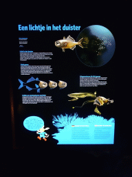 Information on the Splitfin Flashlightfish at the Ocean Hall of Burgers` Zoo