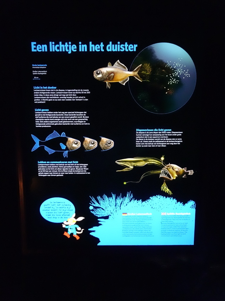 Information on the Splitfin Flashlightfish at the Ocean Hall of Burgers` Zoo