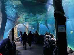 Underwater tunnel at the Ocean Hall of Burgers` Zoo
