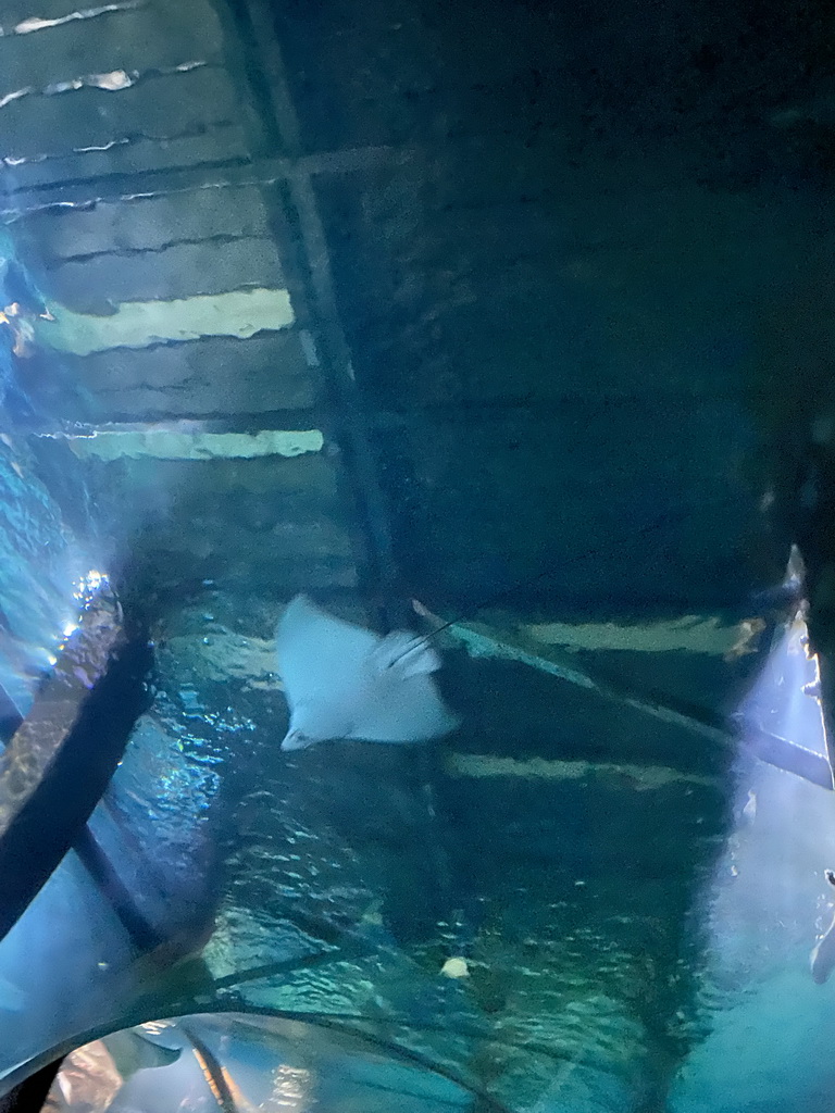 Stingray at the underwater tunnel at the Ocean Hall of Burgers` Zoo