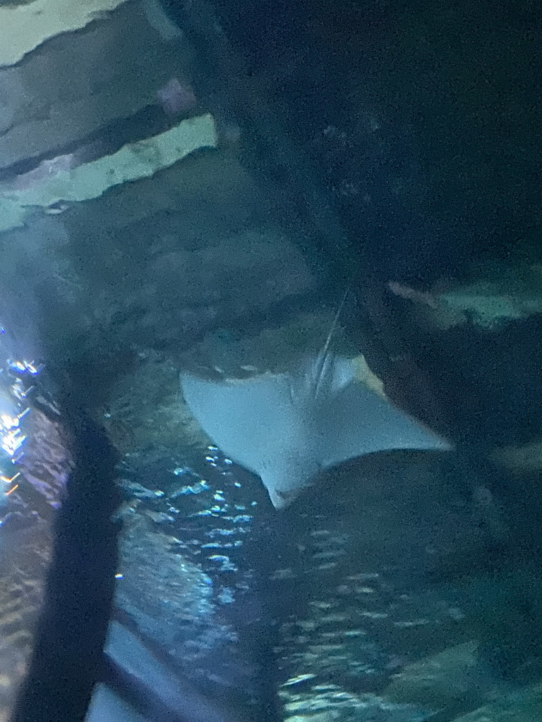 Stingray at the underwater tunnel at the Ocean Hall of Burgers` Zoo