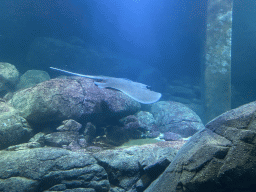 Stingray at the underwater tunnel at the Ocean Hall of Burgers` Zoo