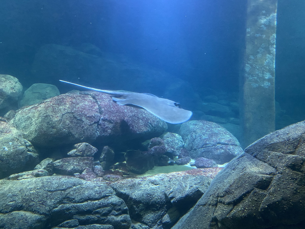 Stingray at the underwater tunnel at the Ocean Hall of Burgers` Zoo