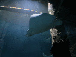 Stingrays at the underwater tunnel at the Ocean Hall of Burgers` Zoo