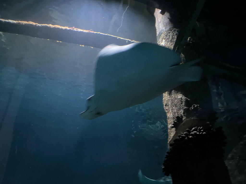 Stingrays at the underwater tunnel at the Ocean Hall of Burgers` Zoo