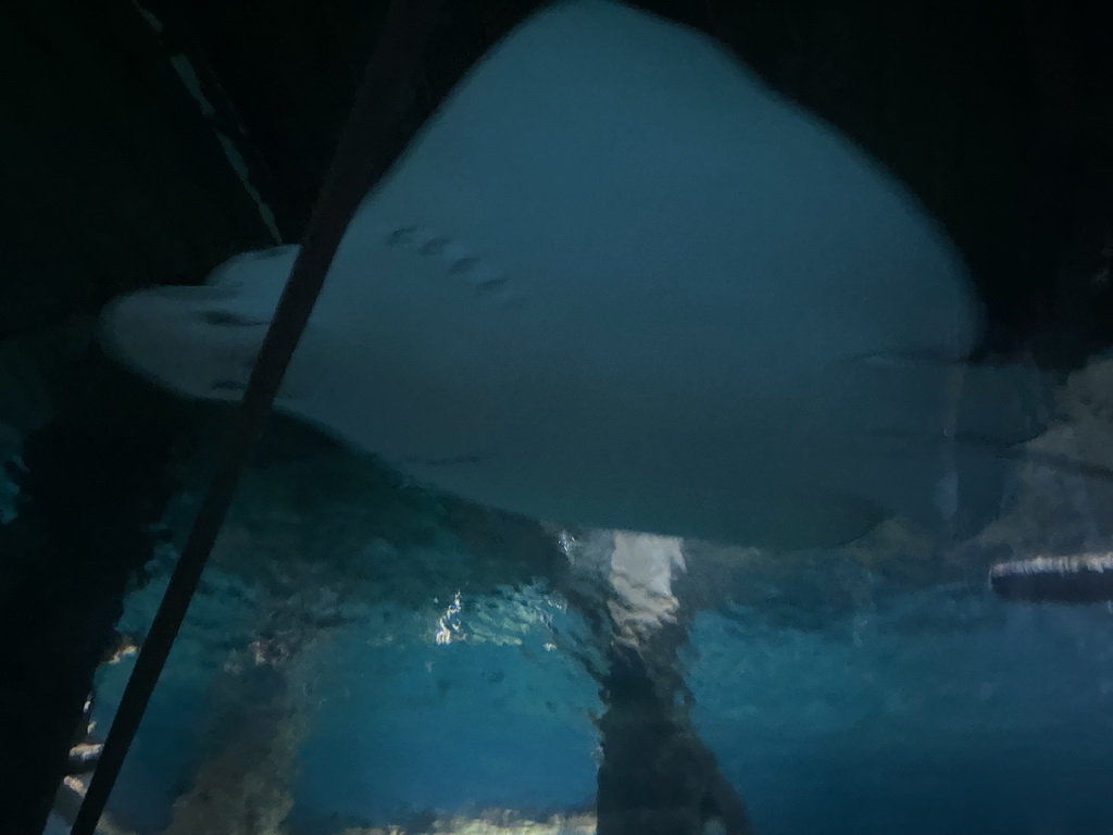 Stingray at the underwater tunnel at the Ocean Hall of Burgers` Zoo