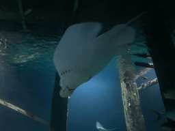 Stingrays and other fishes at the underwater tunnel at the Ocean Hall of Burgers` Zoo