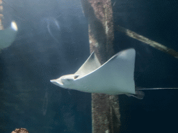 Stingrays at the underwater tunnel at the Ocean Hall of Burgers` Zoo