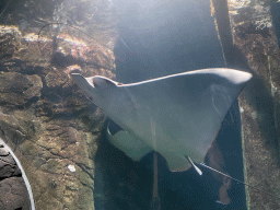 Stingray at the underwater tunnel at the Ocean Hall of Burgers` Zoo