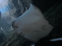 Stingray at the underwater tunnel at the Ocean Hall of Burgers` Zoo