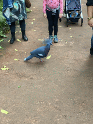 Victoria Crowned Pigeon at the Bush Hall of Burgers` Zoo